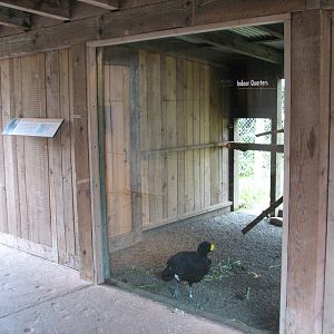 Puente al Sur - Great Curassow Exhibit