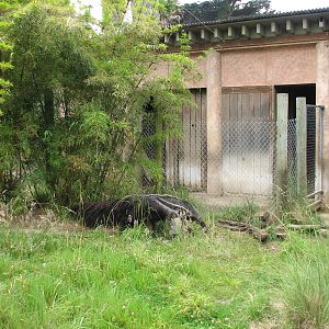Puente al Sur - Giant Anteater Exhibit 1