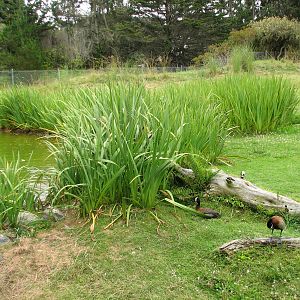 Puente al Sur - Giant Anteater and Black-necked Swan Exhibit