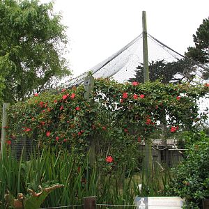 Puente al Sur - Maguari Stork Exhibit