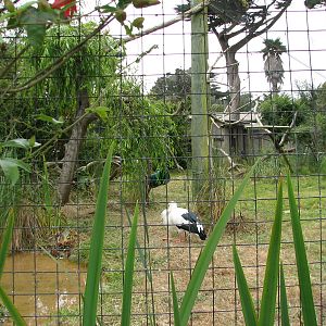 Puente al Sur - Maguari Stork Exhibit