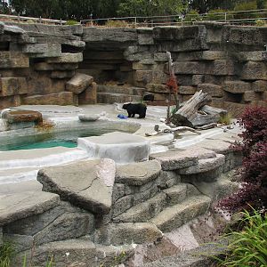 Andean Bear Exhibit