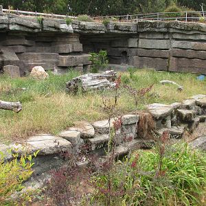 Polar Bear Exhibit 2