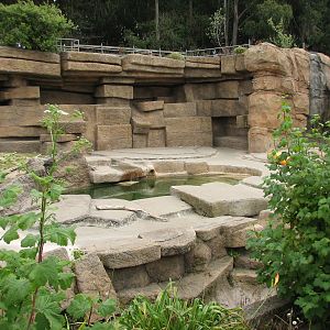 Grizzly Bear Exhibit 1