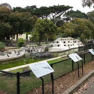 Magellanic Penguin Exhibit