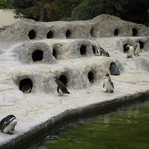 Magellanic Penguin Exhibit