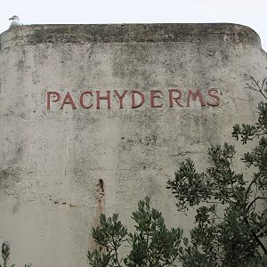 Pachyderms Sign