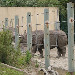 Greater One-horned Rhinoceros Exhibit