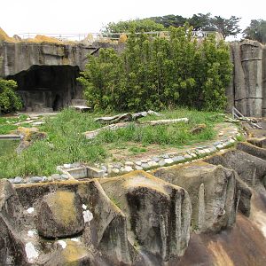 African Lion Exhibit 1