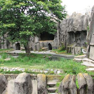 African Lion Exhibit 2