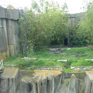 Siberian Tiger Exhibit