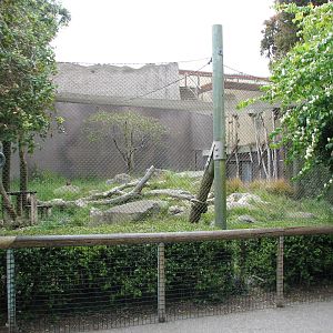 Snow Leopard Exhibit