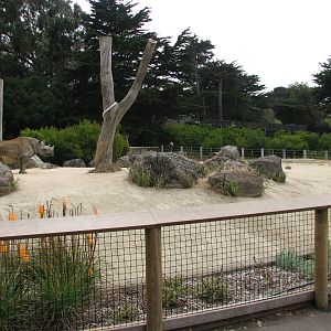 Eastern Black Rhinoceros Exhibit