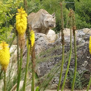 Eastern Black Rhinoceros Exhibit