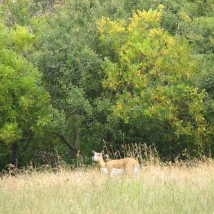 Blackbuck Exhibit