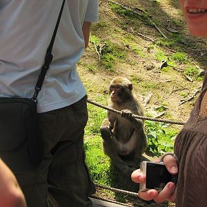 Japanese macaque exhibit