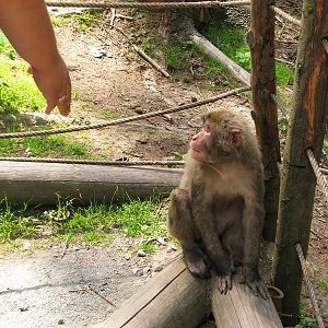 Japanese macaque exhibit