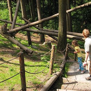 Japanese macaque exhibit