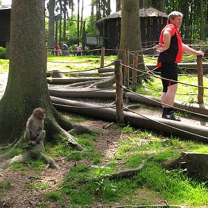 Japanese macaque exhibit