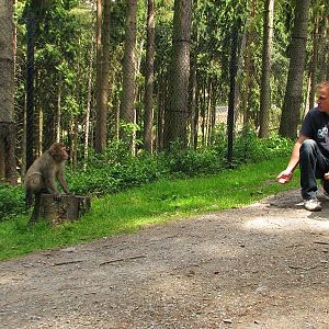 Japanese macaque exhibit