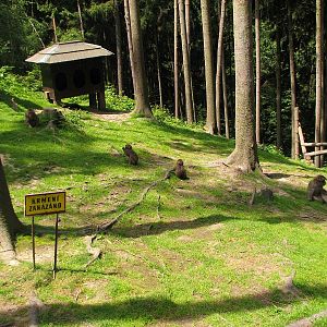 Japanese macaque exhibit