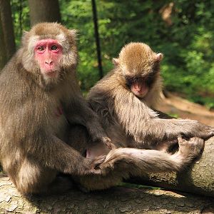 Japanese macaque exhibit