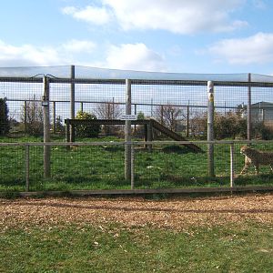 Cheetah enclosure