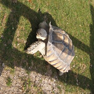 Sulcatta Tortoise