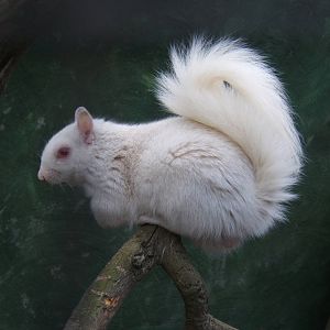 Albino Grey Squirrel
