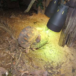 Radiated Tortoise
