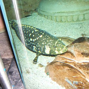 Queensland Grouper (Epinephelus lanceolatus)