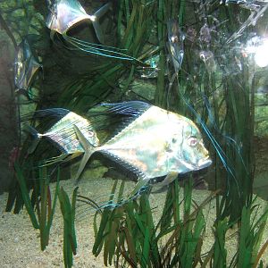 Indian Threadfin (Alectis indicus)