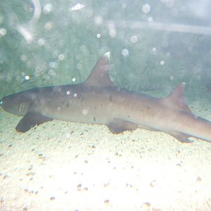 White Tip Reef Shark