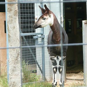 Female Okapi born 2009 - 09.06.2010