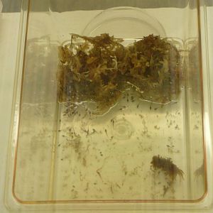 Golden Mantella tadpoles