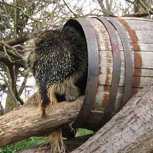 Rear view of North American Porcupine