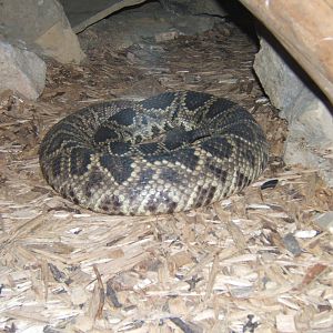 Eastern Diamond-backed Rattlesnake