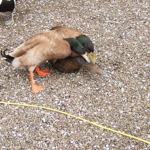 Female Eider Duck getting harrased by two male domestic ducks