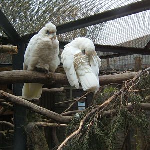 Slender-billed Cockatoo
