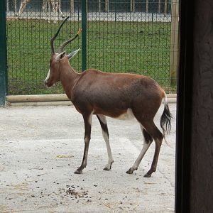 Blesbok
