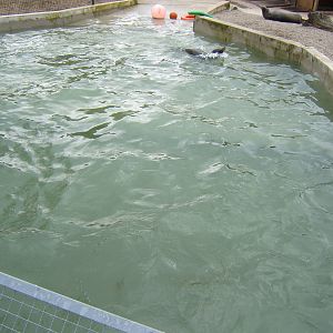Californian Sealions in theTapir pool