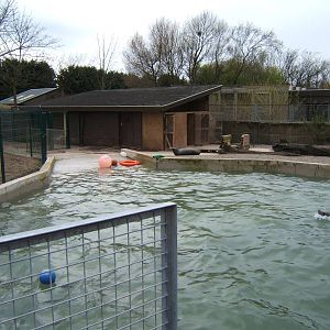 Californian Sealions in theTapir pool