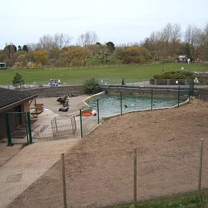 Californian Sealions in theTapir pool