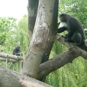 De Brazza Monkey with female Gorilla in background .