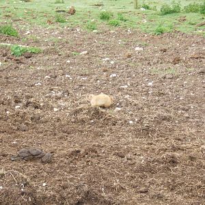 Black-tailed Praire Dog