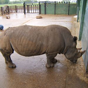 White Rhino