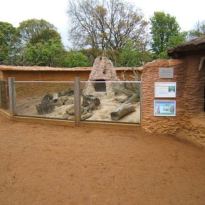 Meerkat enclosure