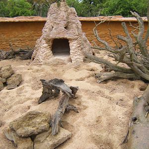 Meerkat enclosure