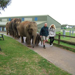 Asian Elephants going for a walk