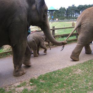 Asian Elephants going for a walk